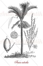 Botany, Areca catechu palm