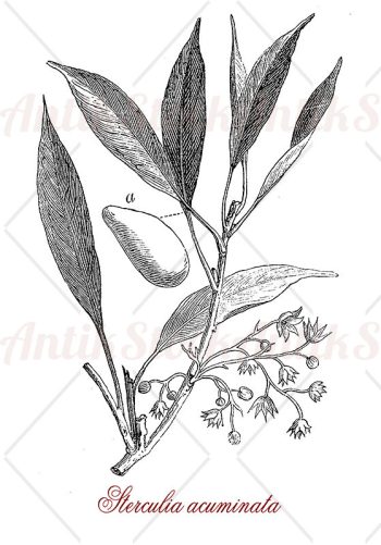Botany, Sterculia acuminata or kola tree