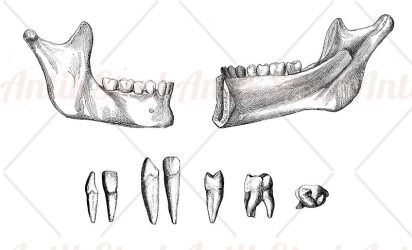 Anatomy, lower right jaw