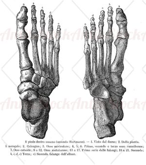 Anatomy, right foot bones