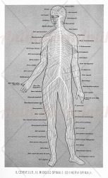anatomy, human nerves