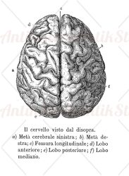 anatomy, human brain upper view