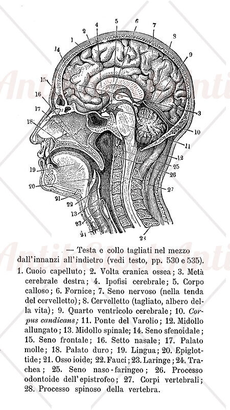 Anatomy, transversal section of human head