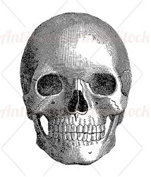 Anatomy human skull