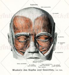 Human anatomy muscles of head and face