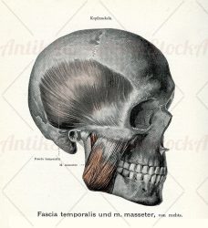 Right view of temporal fascia and masseter