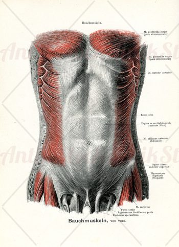 Abdominal muscles frontal view