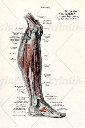 Muscles of the right lower leg, lateral