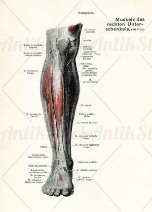 Muscles of the right lower leg, frontal