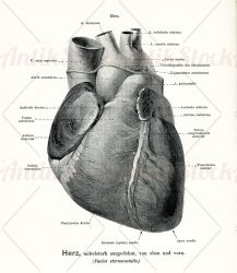 Frontal upper view of heart musculature partially dilated