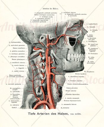 Throat arteries